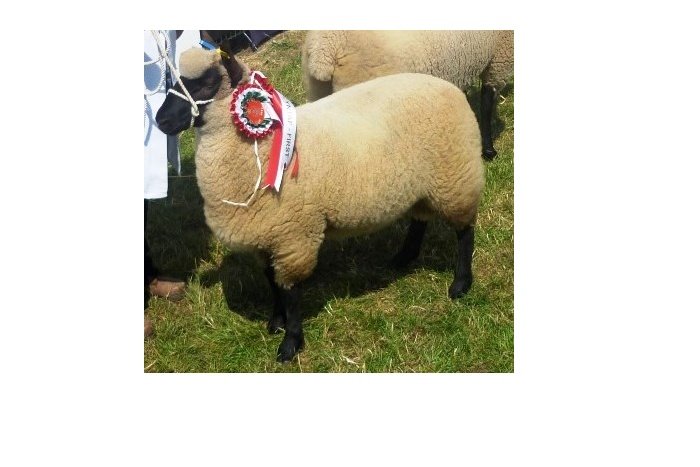 Clun Forest Male Champion RWAS 2014